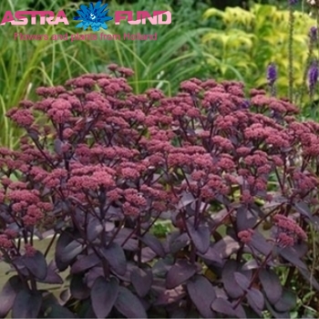 Sedum kleurbehandeld cerise 19% photo