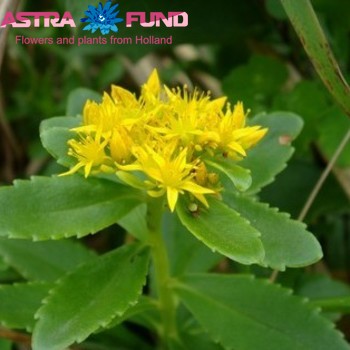 Sedum kleurbehandeld geel 19% photo
