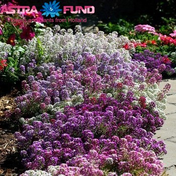 Sedum kleurbehandeld paars 19% photo