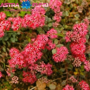 Sedum kleurbehandeld rood 19% foto