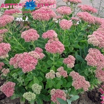 Sedum kleurbehandeld roze 19% foto