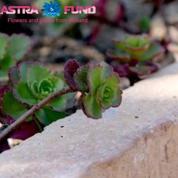 Sedum kleurbehandeld zalm 19% foto