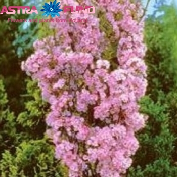 Gentiana overig roze photo