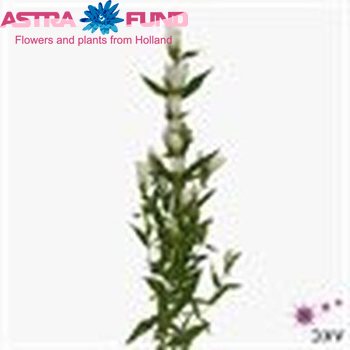 Gentiana overig wit foto