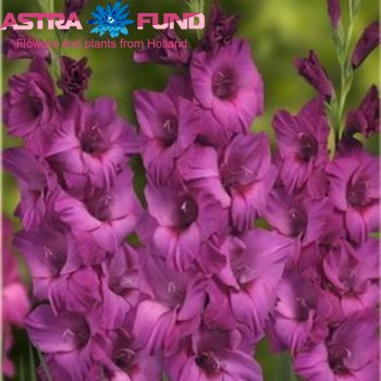 Gladiolus grootbloemig 'Cashmir' foto