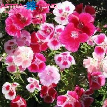 Godetia overig photo