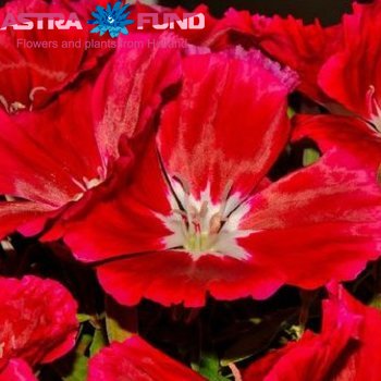 Godetia overig rood photo