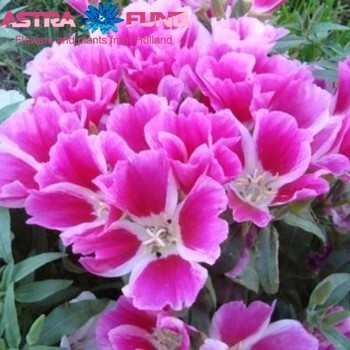 Godetia overig roze photo