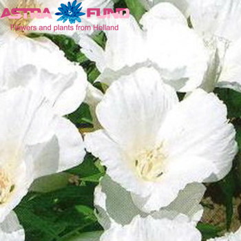 Godetia overig wit photo