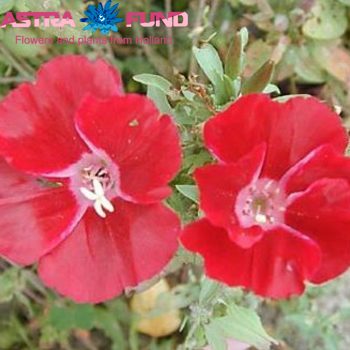 Godetia per bos overig rood photo