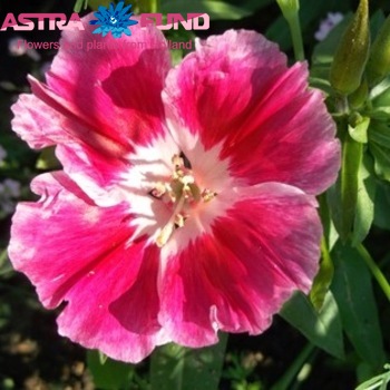 Godetia per bos overig roze photo
