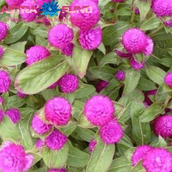 Gomphrena globosa overig photo
