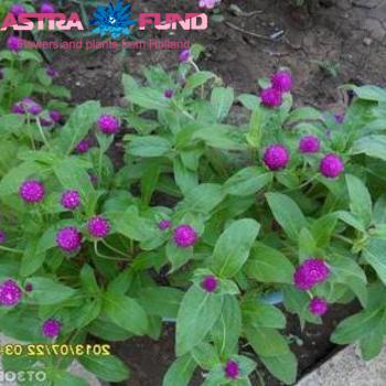 Gomphrena globosa overig blauw photo