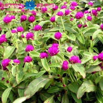 Gomphrena globosa overig roze photo
