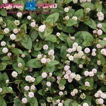 Gomphrena globosa overig wit photo