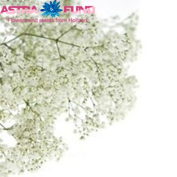 Gypsophila overig foto
