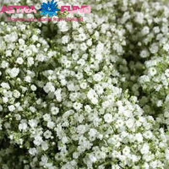 Gypsophila overig kleurbehandeld 19% foto