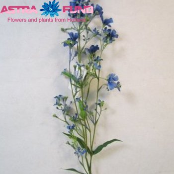 Gypsophila overig kleurbehandeld blauw 19% fotó
