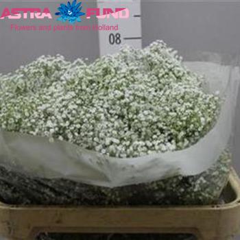 Gypsophila overig kleurbehandeld licht milka 19% fotó