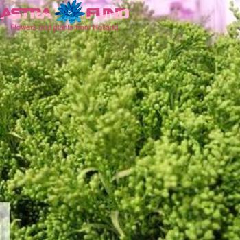 Gypsophila overig kleurbehandeld lichtgroen 19% fotó