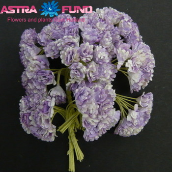 Gypsophila overig kleurbehandeld lila 19% fotó