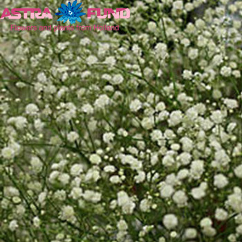 Gypsophila overig kleurbehandeld milka 19% fotó