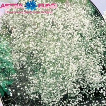 Gypsophila overig kleurbehandeld zalm 19% foto