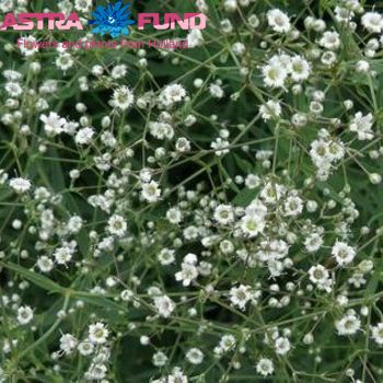 Gypsophila paniculata overig foto