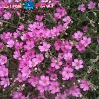 Gypsophila paniculata overig roze foto