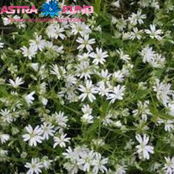 Gypsophila paniculata overig wit foto