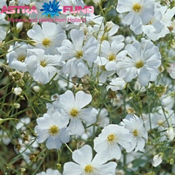 Gypsophila per bos elegans (roze) photo