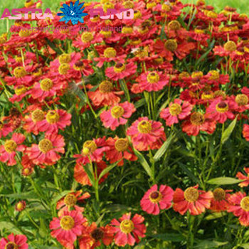 Helenium overig fotografija