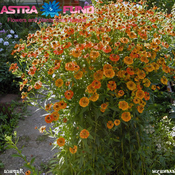 Helenium overig per bos fotografija