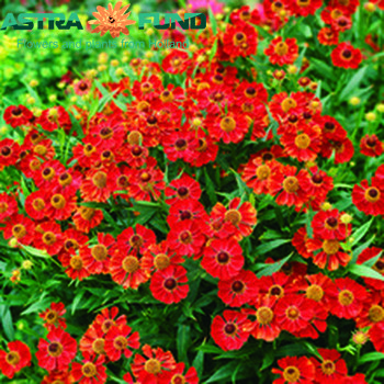 Helenium per bos 'Red King' fotografija