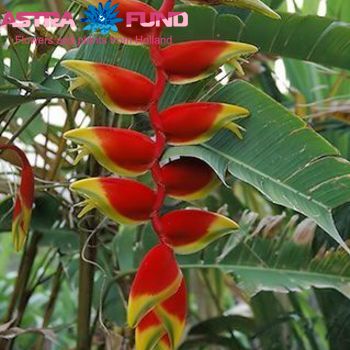 Heliconia major fotó
