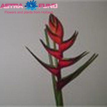 Heliconia overig fotó