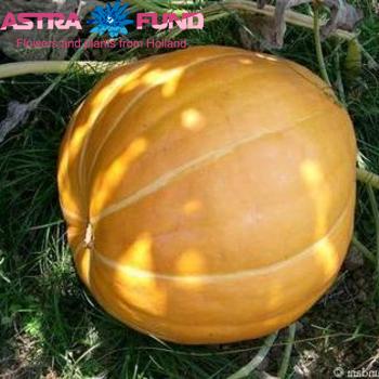 Cucurbita overig photo