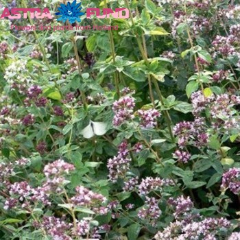 Origanum overig photo