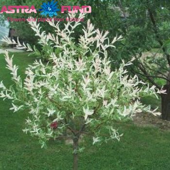 Salix kleurbehandeld 19% photo
