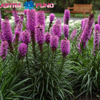 Liatris overig photo