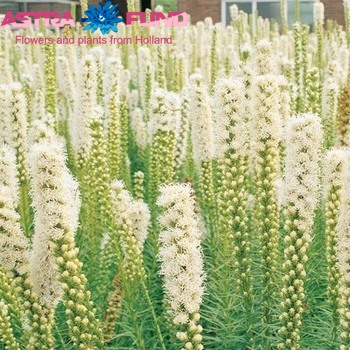 Liatris overig wit photo