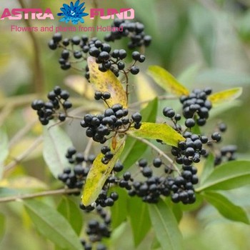 Ligustrum overig met bes photo