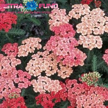 Achillea kleurbehandeld apricot 19% photo