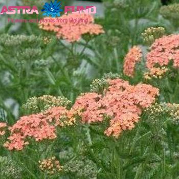 Achillea kleurbehandeld zalm 19% photo