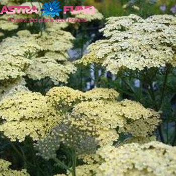 Achillea millefolium 'Annemieke' photo