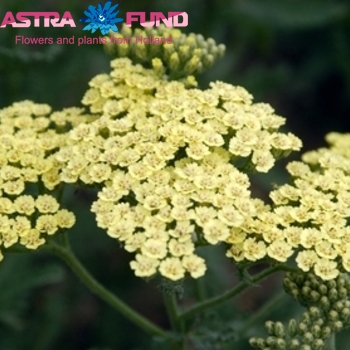 Achillea millefolium 'Anthea' photo