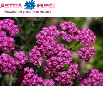 Achillea millefolium 'Cleopatra' photo