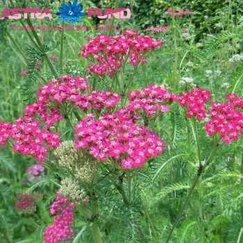 Achillea millefolium 'Maleyka' photo