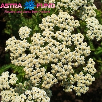 Achillea millefolium 'Masterclass Creamy' foto