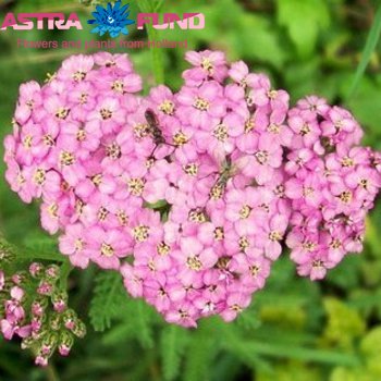 Achillea millefolium 'Masterclass Light Pink' foto
